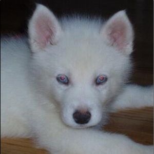 Meet your Posher, Candice